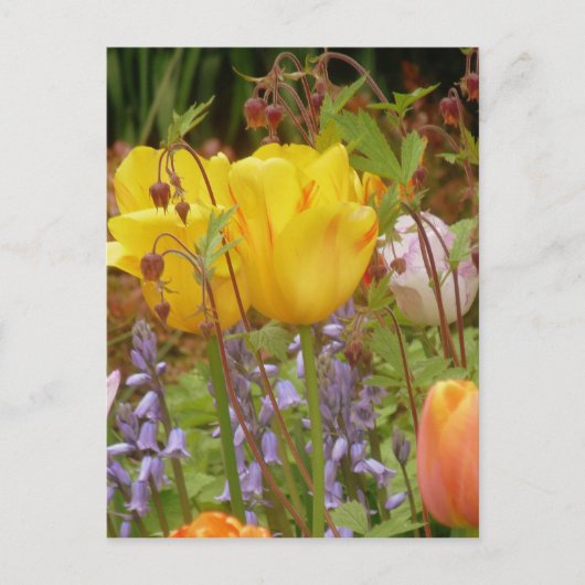 Blume der Empfindlichkeit Postkarte (Vorderseite)