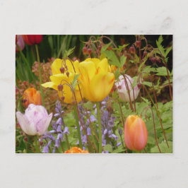 Blume der Empfindlichkeit Postkarte