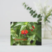 Blume der Flechtanlage Postkarte (Stehend Vorderseite)