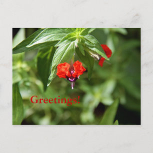 Blume der Flechtanlage Postkarte