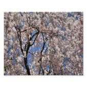 Blume der Frühlingsblüten Fotodruck (Vorne)