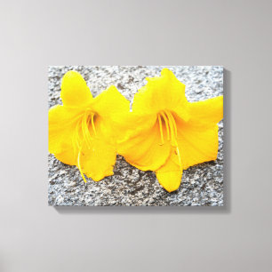Blume der gelben Taglilie in voller Blüte Leinwanddruck