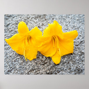 Blume der gelben Taglilie in voller Blüte Poster