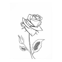 Blume der hübschen Rose Zeichne Poster