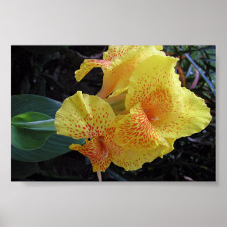 Blume der Insel Poster