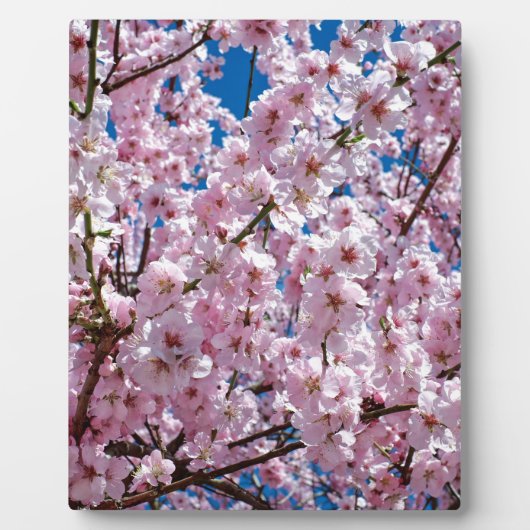 Blume der Japanischen Kirsche Fotoplatte (Vorderseite)