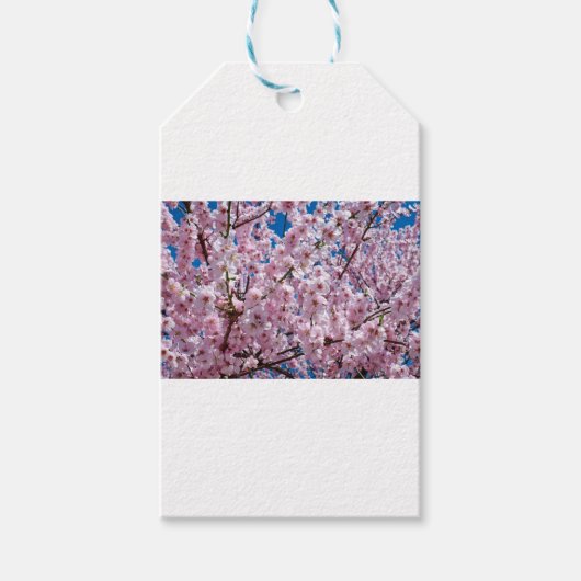 Blume der Japanischen Kirsche Geschenkanhänger (Vorderseite)
