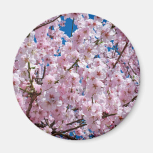 Blume der Japanischen Kirsche Magnet