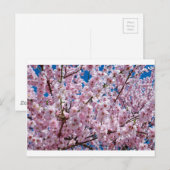 Blume der Japanischen Kirsche Postkarte (Vorne/Hinten)