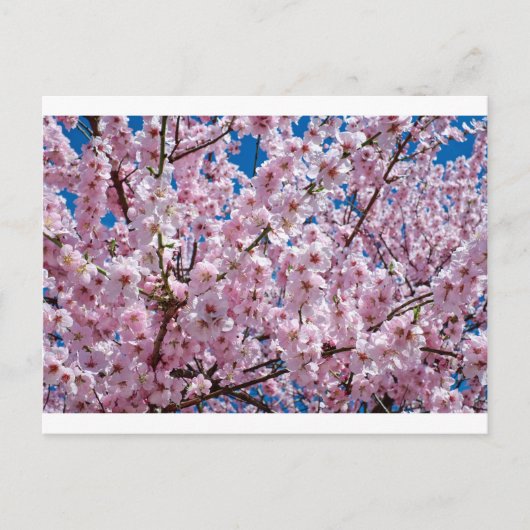 Blume der Japanischen Kirsche Postkarte (Vorderseite)
