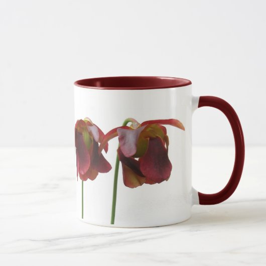 Blume der karnivorischen Pflanze Tasse (Rechts)
