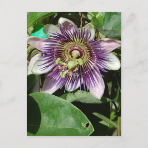 Blume der Leidenschafts-Postkarte Postkarte