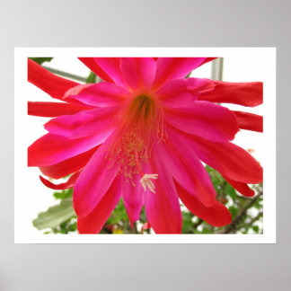 Blume der Liebe Poster