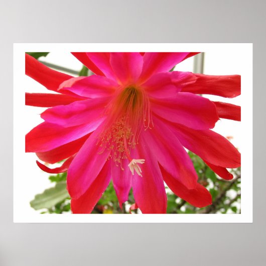 Blume der Liebe Poster (Vorne)