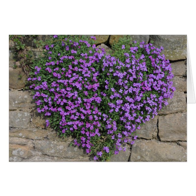 Blume der Liebe: Yorkshire 'Wall-Blume' (Vorderseite (Horizontal))