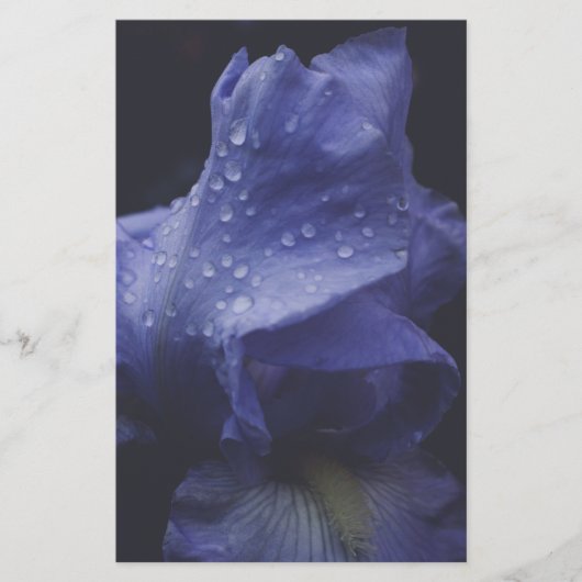 Blume der lila Rose Briefpapier (Vorderseite)