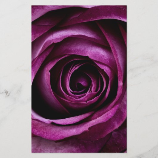 Blume der lila Rose Briefpapier (Vorderseite)
