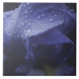 Blume der lila Rose Fliese