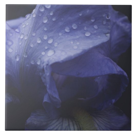 Blume der lila Rose Fliese (Vorderseite)