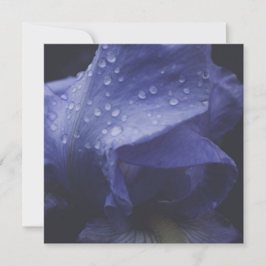 Blume der lila Rose Karte (Vorderseite)