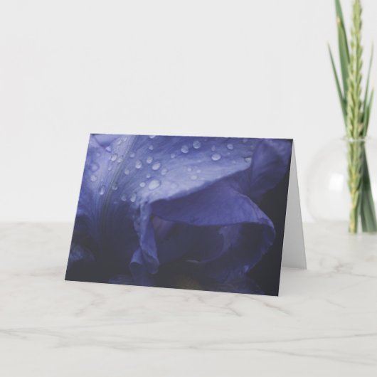 Blume der lila Rose Karte (Vorderseite)