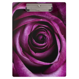 Blume der lila Rose Klemmbrett