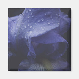 Blume der lila Rose Magnet