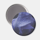 Blume der lila Rose Magnet (Vorderseite/Rückseite)