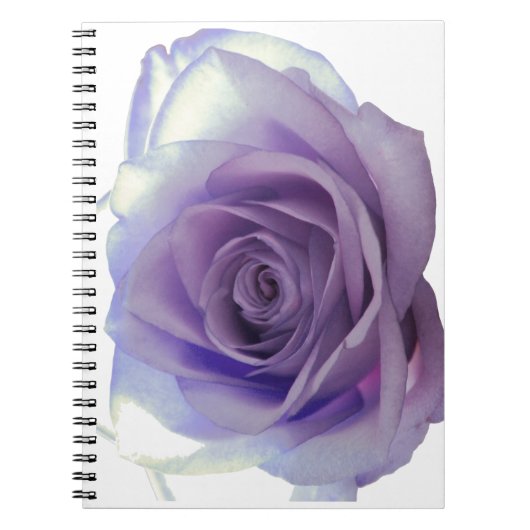Blume der lila Rose Notizblock (Vorderseite)