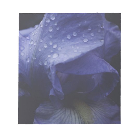 Blume der lila Rose Notizblock (Vorderseite)