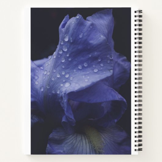 Blume der lila Rose Notizblock (Rückseite)