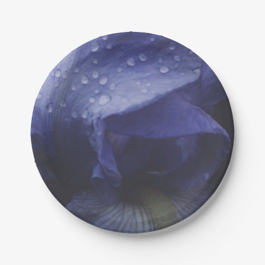 Blume der lila Rose Pappteller (Vorderseite)