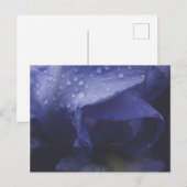 Blume der lila Rose Postkarte (Vorne/Hinten)