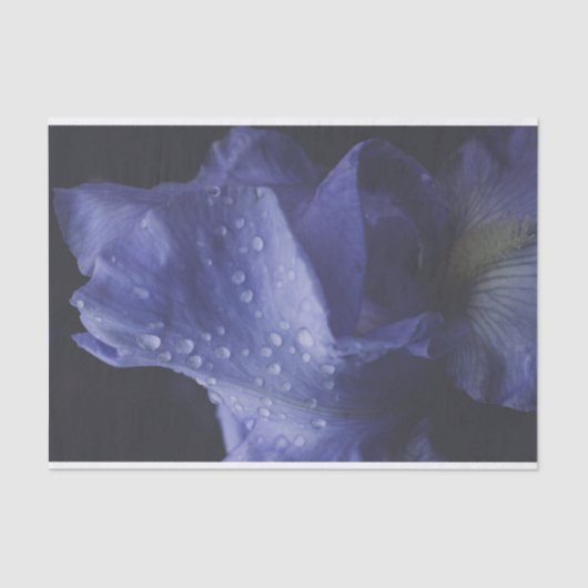 Blume der lila Rose Seidenpapier (Vorderseite)