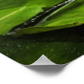 Blume der Lilie (Lotus) Poster (Ecke)