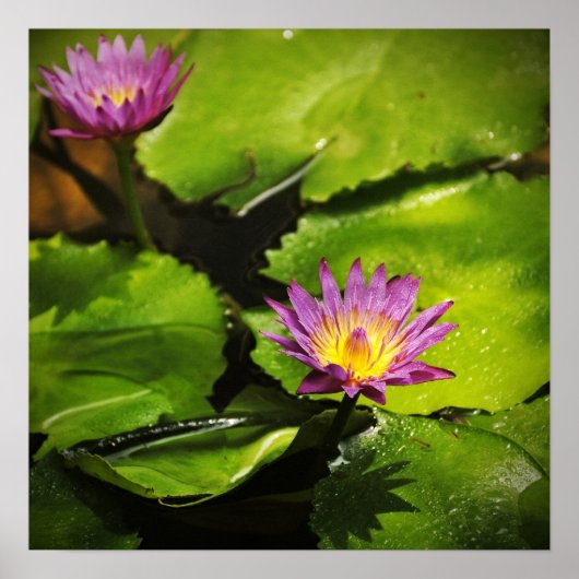 Blume der Lilie (Lotus) Poster (Vorne)