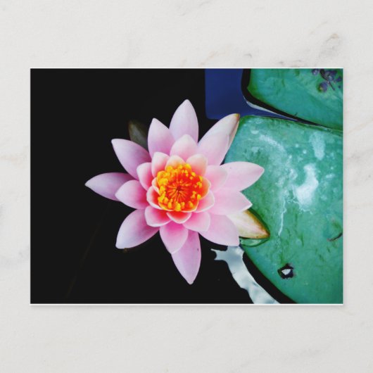 Blume der Lilie (Pink und Orange) Postkarte (Vorderseite)