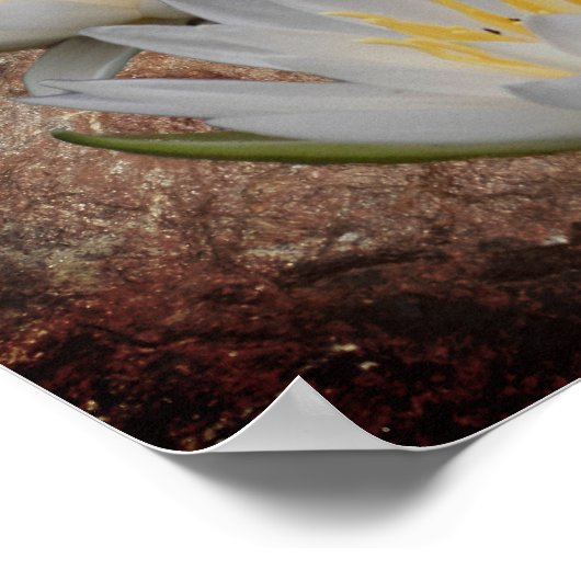Blume der Lotus-Wasserlilie auf Steinen Poster (Ecke)