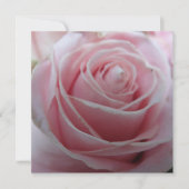 Blume der niedlichen Rose (Vorderseite)