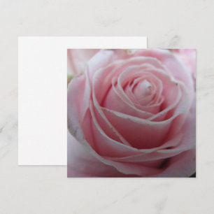 Blume der niedlichen Rose