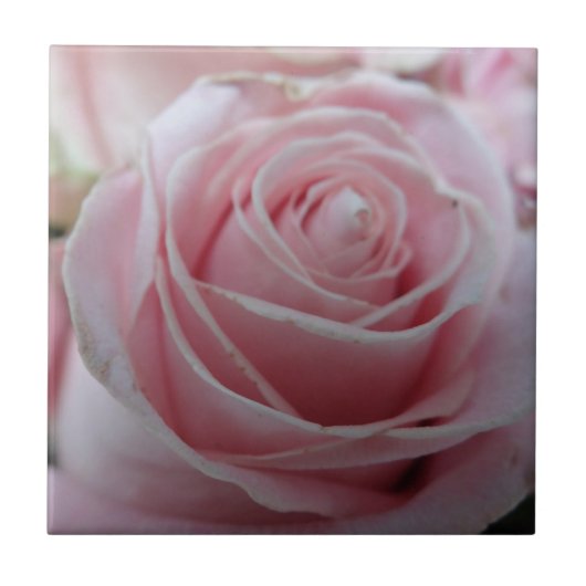 Blume der niedlichen Rose Fliese (Vorderseite)