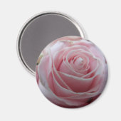 Blume der niedlichen Rose Magnet (Vorderseite/Rückseite)