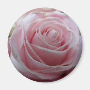 Blume der niedlichen Rose Magnet