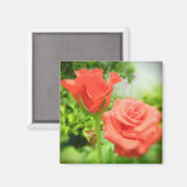 Blume der romantischen Rose Magnet (Vorderseite/Rückseite)