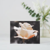 Blume der romantischen Rose Postkarte (Stehend Vorderseite)