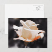 Blume der romantischen Rose Postkarte (Vorne/Hinten)