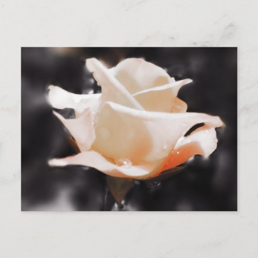 Blume der romantischen Rose Postkarte (Vorderseite)