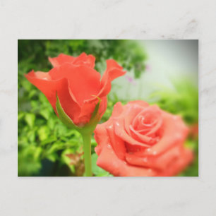 Blume der romantischen Rose Postkarte