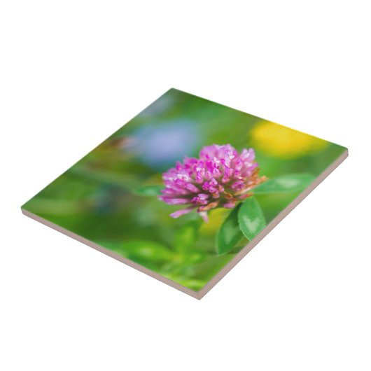 Blume der rosa Klee Fliese (Seite)