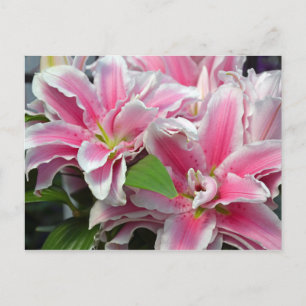 Blume der rosafarbenen Lilie Postkarte